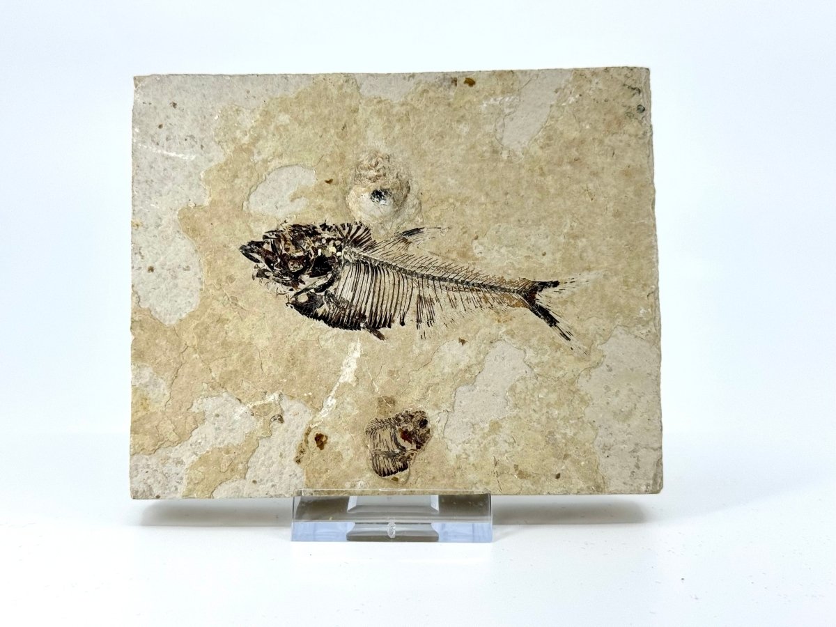 Knightia eoceana Fossil Fish from Green River Formation, USA (2.88") - FossilsAndMore