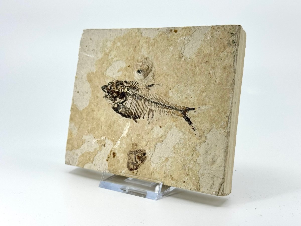 Knightia eoceana Fossil Fish from Green River Formation, USA (2.88") - FossilsAndMore