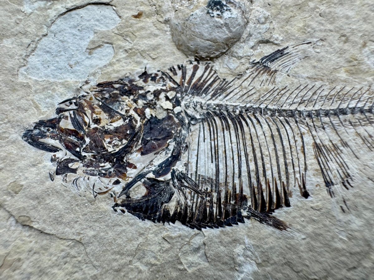 Knightia eoceana Fossil Fish from Green River Formation, USA (2.88") - FossilsAndMore