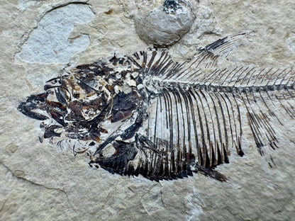 Knightia eoceana Fossil Fish from Green River Formation, USA (2.88") - FossilsAndMore