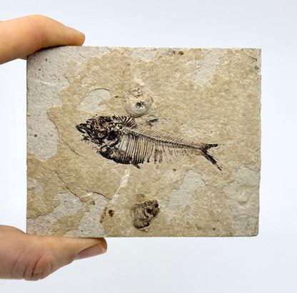 Knightia eoceana Fossil Fish from Green River Formation, USA (2.88") - FossilsAndMore
