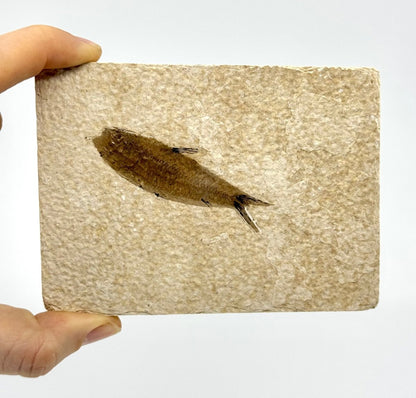 Knightia eoceana Fossil Fish from Green River Formation, USA (2.91") - FossilsAndMore