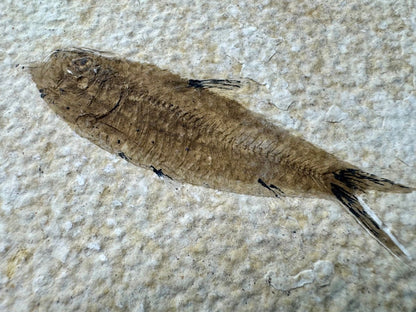 Knightia eoceana Fossil Fish from Green River Formation, USA (2.91") - FossilsAndMore