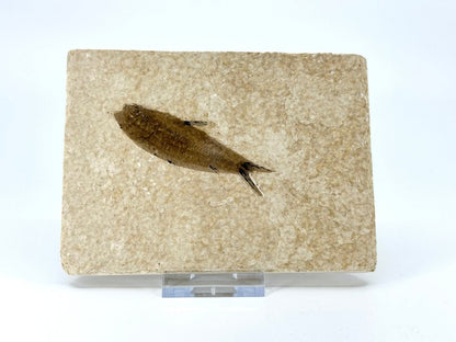 Knightia eoceana Fossil Fish from Green River Formation, USA (2.91") - FossilsAndMore