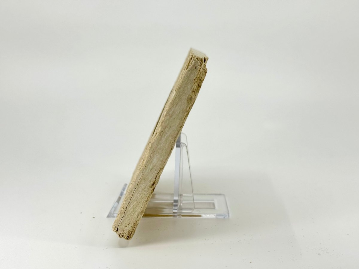 Knightia eoceana Fossil Fish from Green River Formation, USA (2.91") - FossilsAndMore