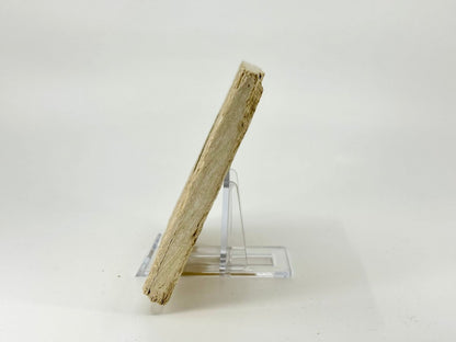 Knightia eoceana Fossil Fish from Green River Formation, USA (2.91") - FossilsAndMore