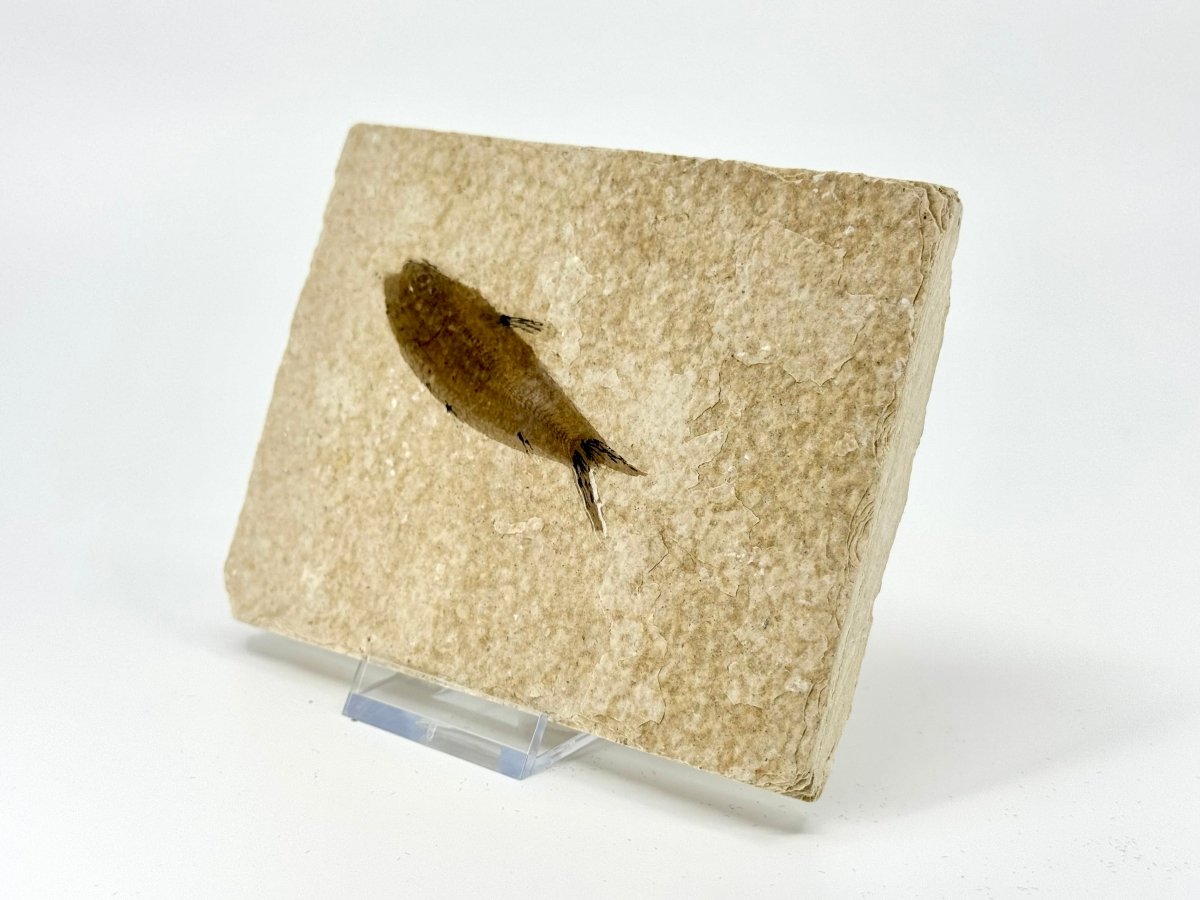 Knightia eoceana Fossil Fish from Green River Formation, USA (2.91") - FossilsAndMore