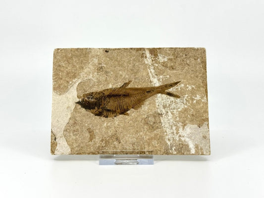 Knightia eoceana Fossil Fish from Green River Formation, USA (3.37") - FossilsAndMore