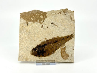 Knightia eoceana Fossil Fish from Green River Formation, USA (3.84") - FossilsAndMore