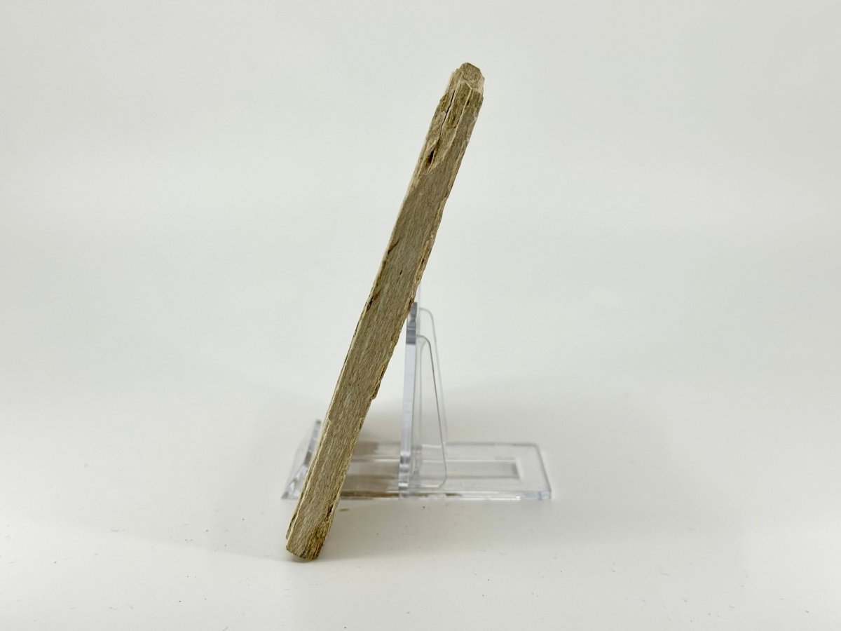 Knightia eoceana Fossil Fish from Green River Formation, USA (3.84") - FossilsAndMore