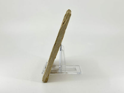 Knightia eoceana Fossil Fish from Green River Formation, USA (3.84") - FossilsAndMore