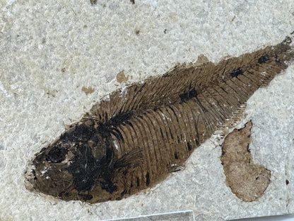 Knightia eoceana Fossil Fish from Green River Formation, USA (3.84") - FossilsAndMore