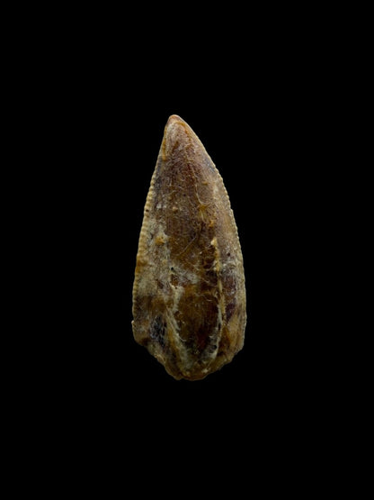 Kryptops palaios Fossil Dinosaur Tooth from Cretaceous, Niger (0.77") - FossilsAndMore