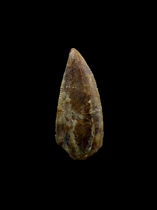 Kryptops palaios Fossil Dinosaur Tooth from Cretaceous, Niger (0.77") - FossilsAndMore