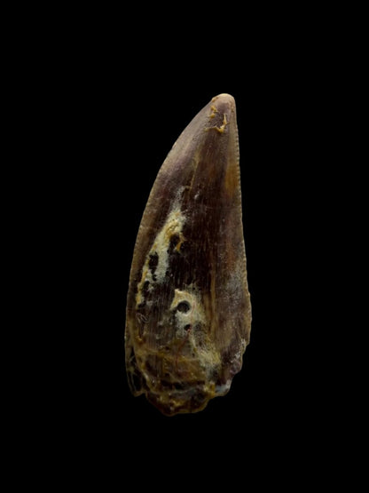 Kryptops palaios Fossil Dinosaur Tooth from Cretaceous, Niger (0.92") - FossilsAndMore