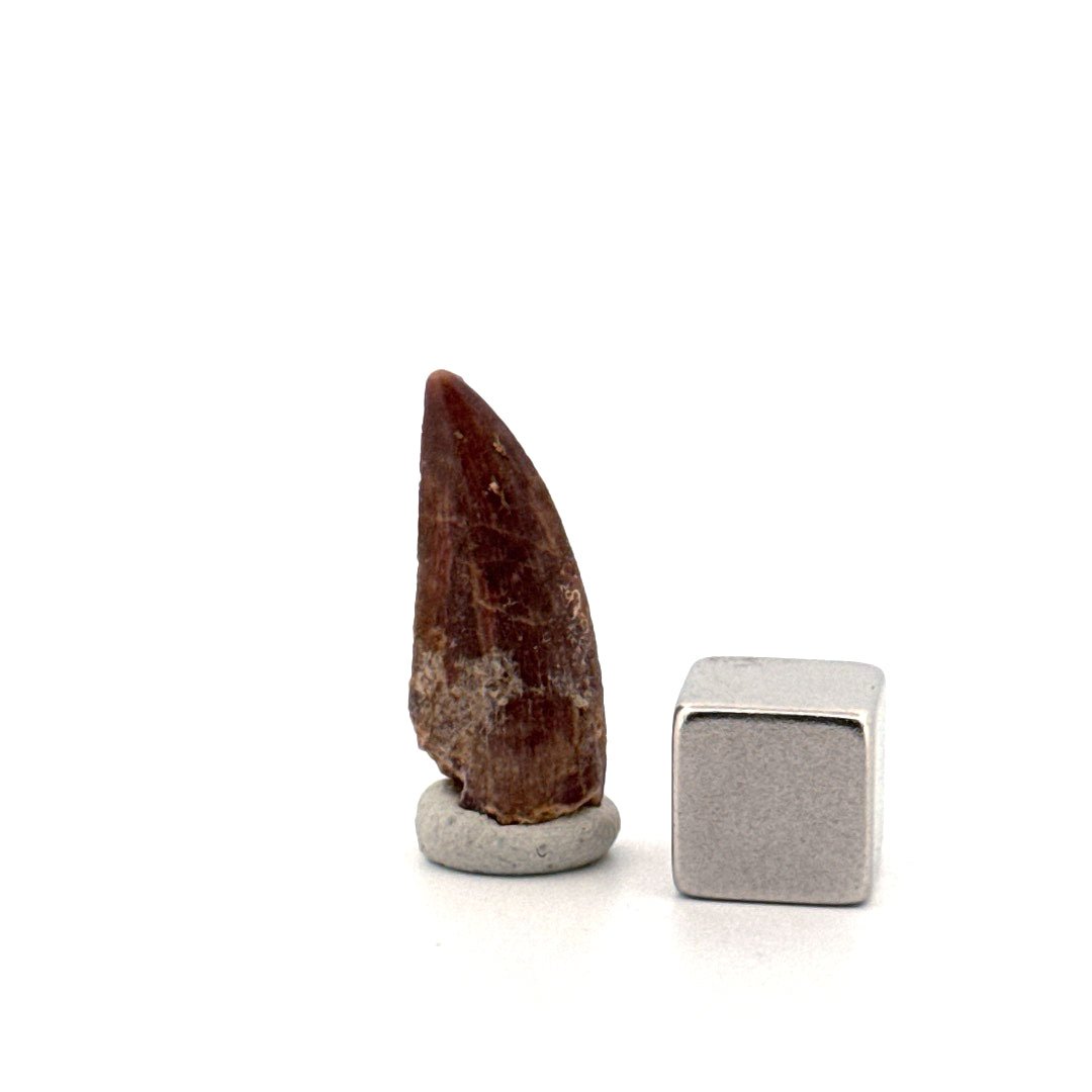 Kryptops palaios Fossil Dinosaur Tooth from Cretaceous, Niger (0.92") - FossilsAndMore