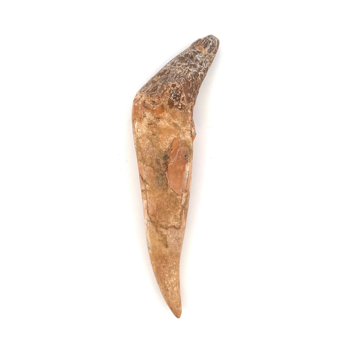 Large Basilosaurus species fossil Incisor tooth (4.52") from Morocco - FossilsAndMore