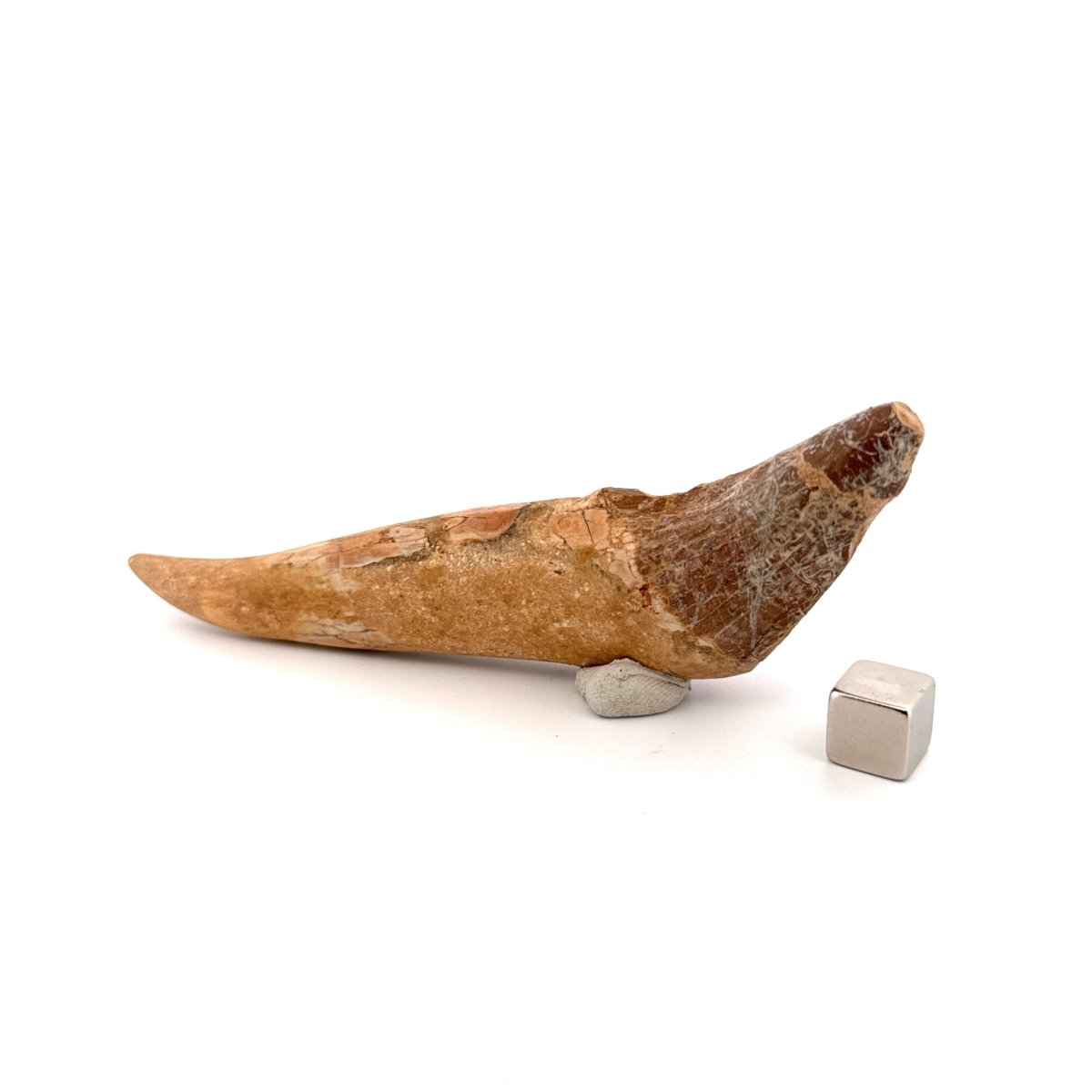 Large Basilosaurus species fossil Incisor tooth (4.52") from Morocco - FossilsAndMore