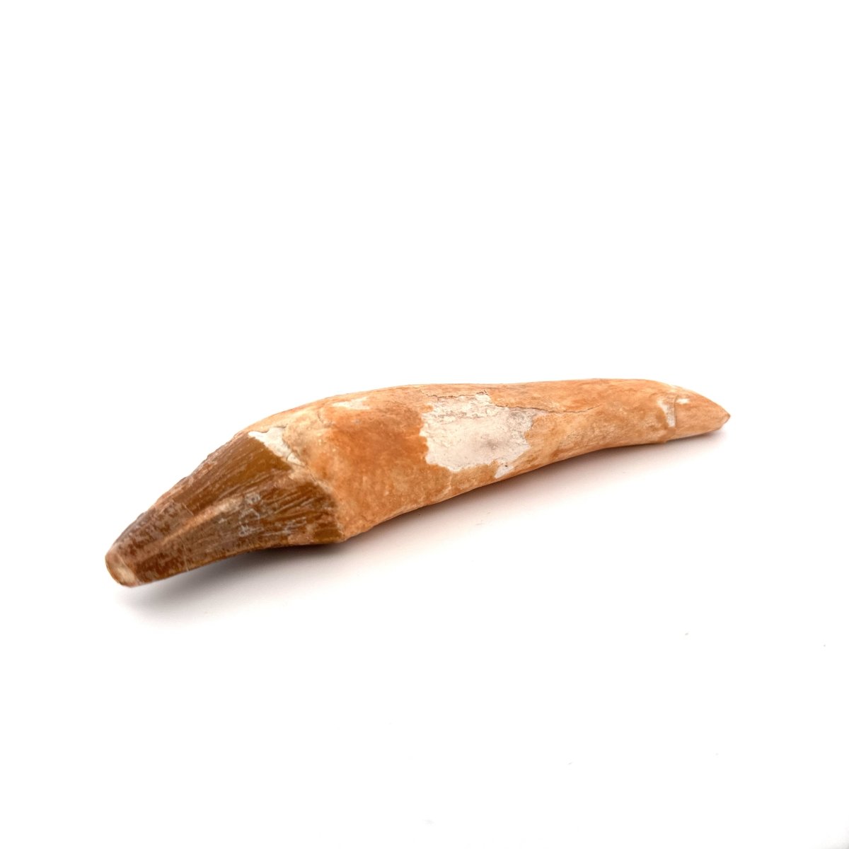 Large Basilosaurus species fossil Incisor tooth (5.64") from Morocco - FossilsAndMore
