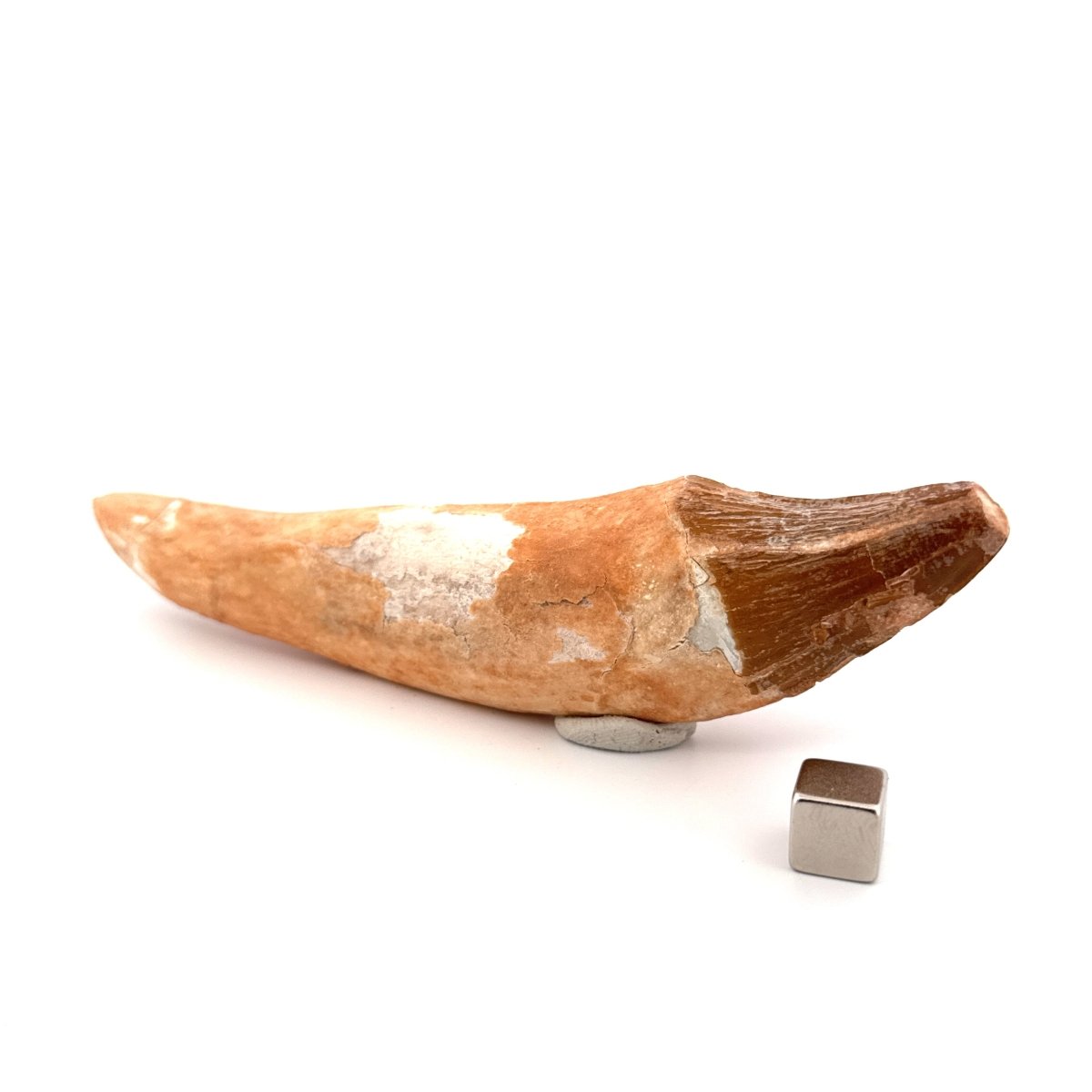 Large Basilosaurus species fossil Incisor tooth (5.64") from Morocco - FossilsAndMore