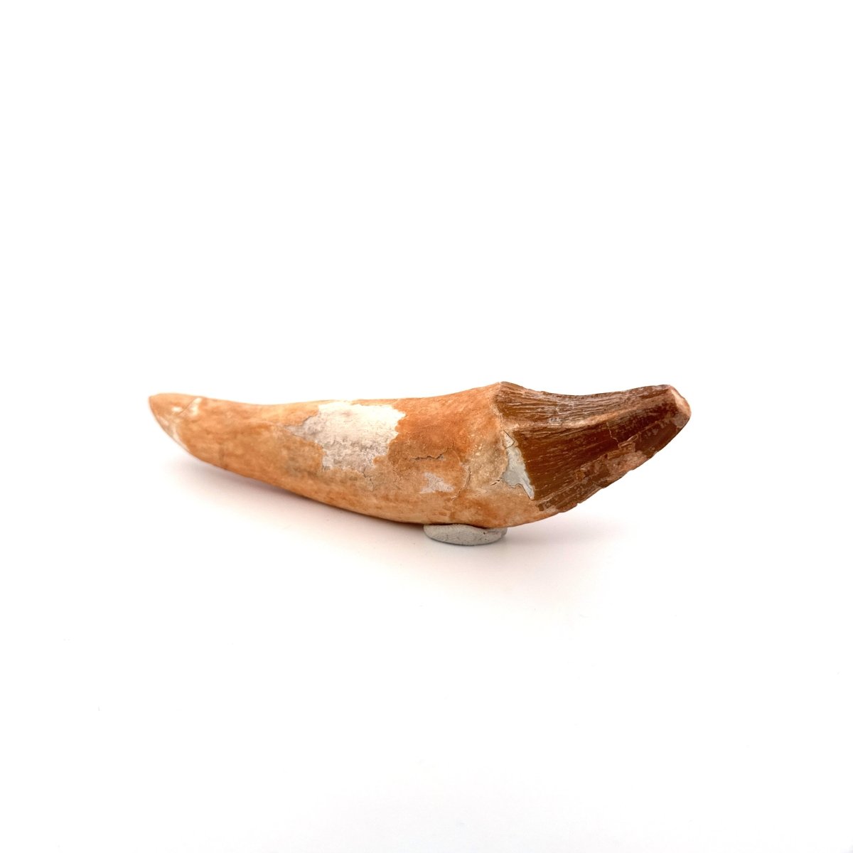 Large Basilosaurus species fossil Incisor tooth (5.64") from Morocco - FossilsAndMore