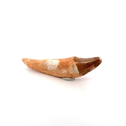 Large Basilosaurus species fossil Incisor tooth (5.64") from Morocco - FossilsAndMore