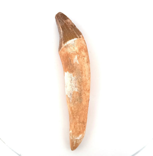 Large Basilosaurus species fossil Incisor tooth (5.64") from Morocco - FossilsAndMore