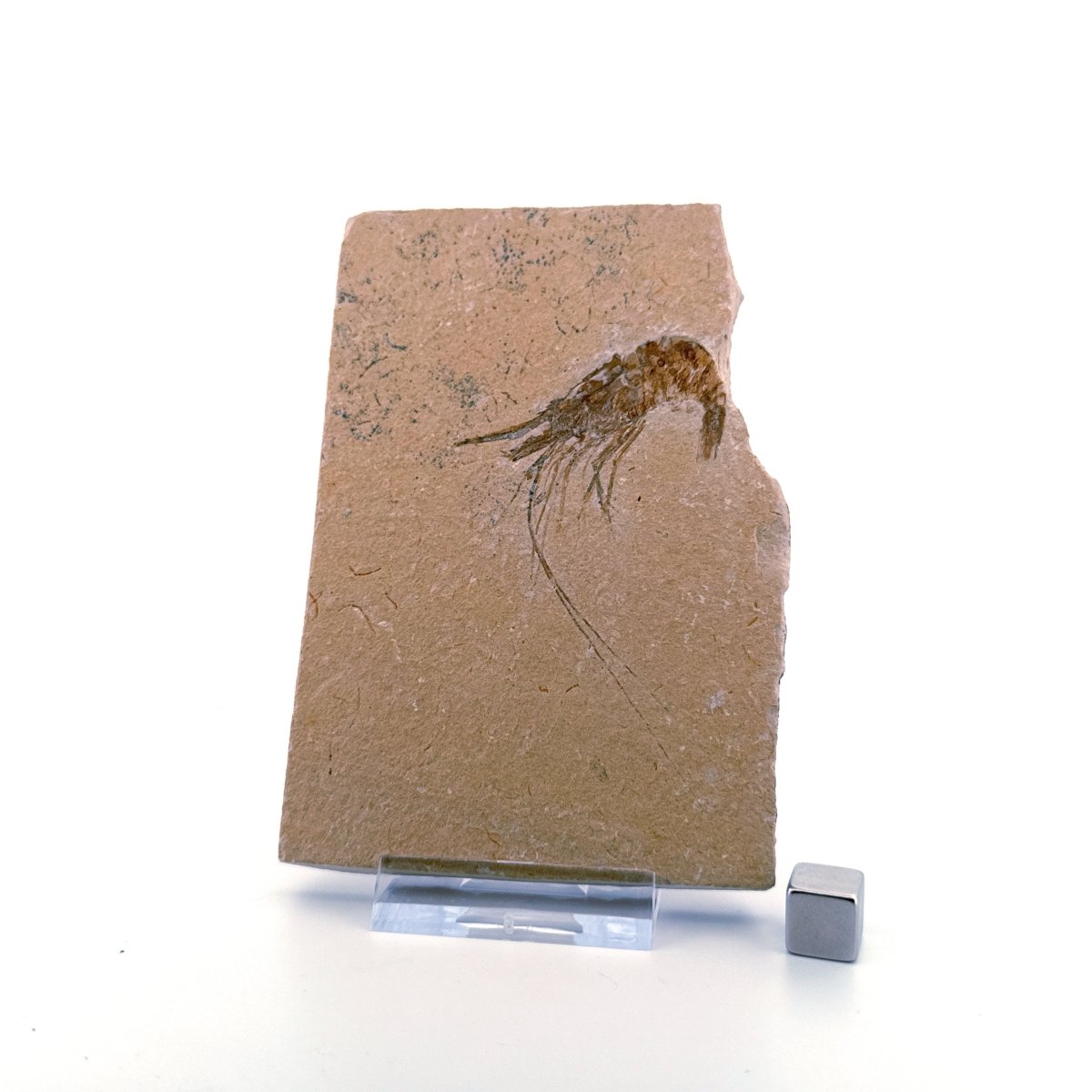 Large Carpopenaeus Callirostris, Fossil shrimp on matrix (2.28") from Lebanon - FossilsAndMore