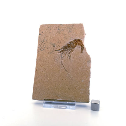 Large Carpopenaeus Callirostris, Fossil shrimp on matrix (2.28") from Lebanon - FossilsAndMore