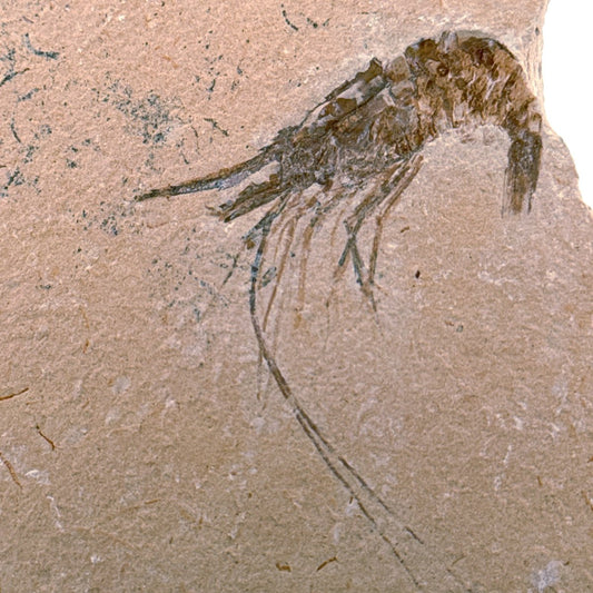 Large Carpopenaeus Callirostris, Fossil shrimp on matrix (2.28") from Lebanon - FossilsAndMore