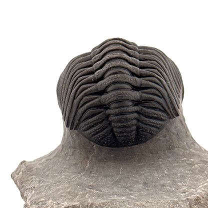 Large Devonian Phacopid Trilobite from Morocco | 2.90" - FossilsAndMore