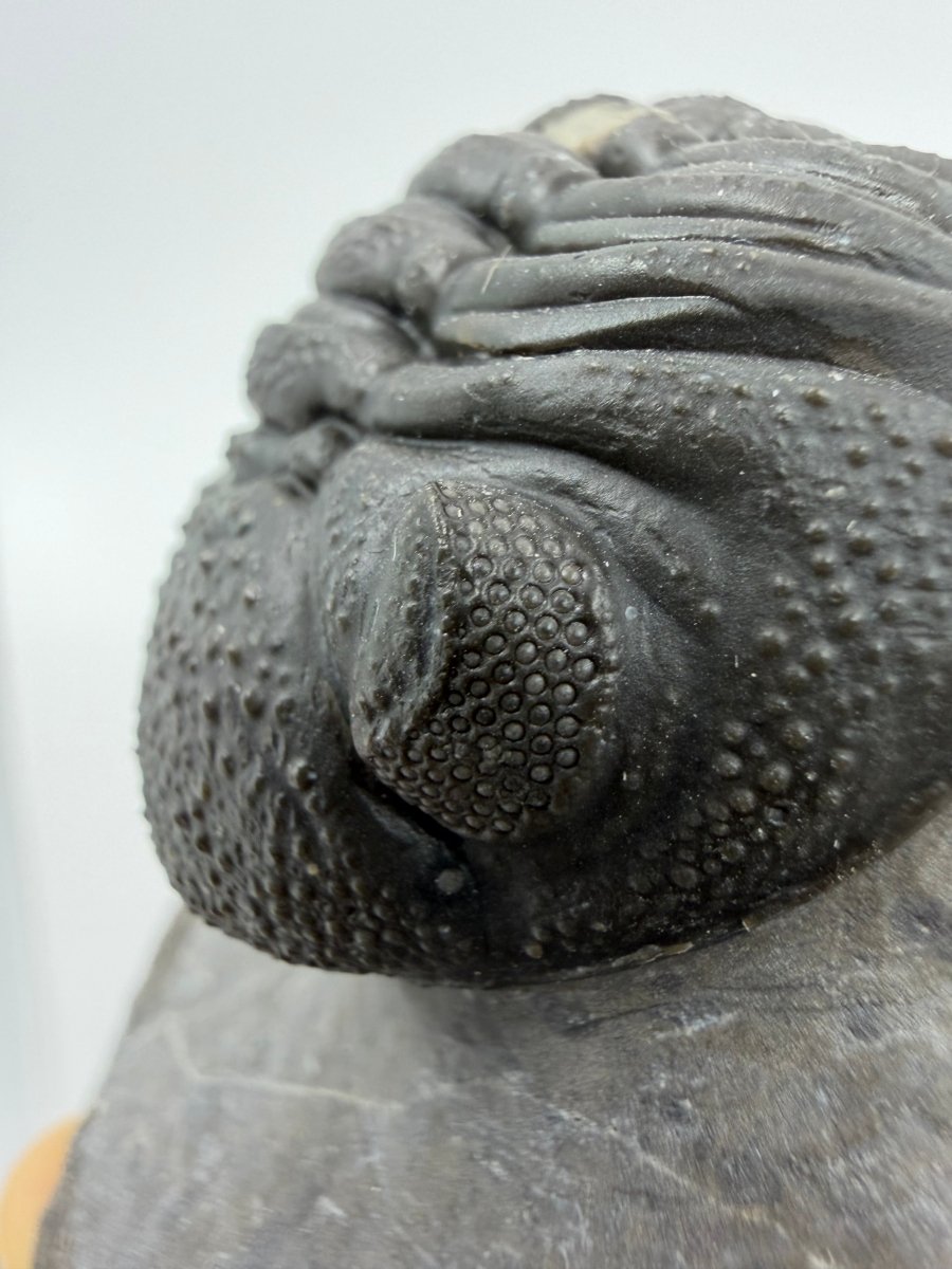 Large Devonian Phacopid Trilobite from Morocco | 2.90" - FossilsAndMore