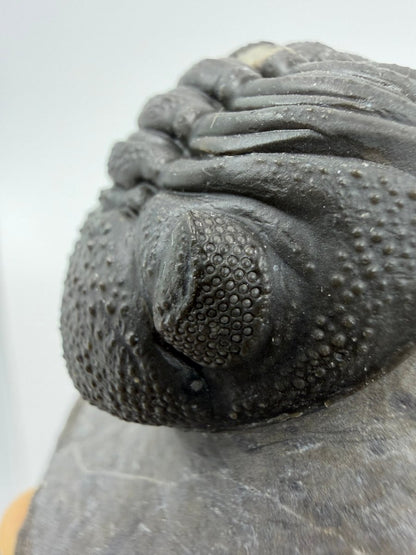 Large Devonian Phacopid Trilobite from Morocco | 2.90" - FossilsAndMore
