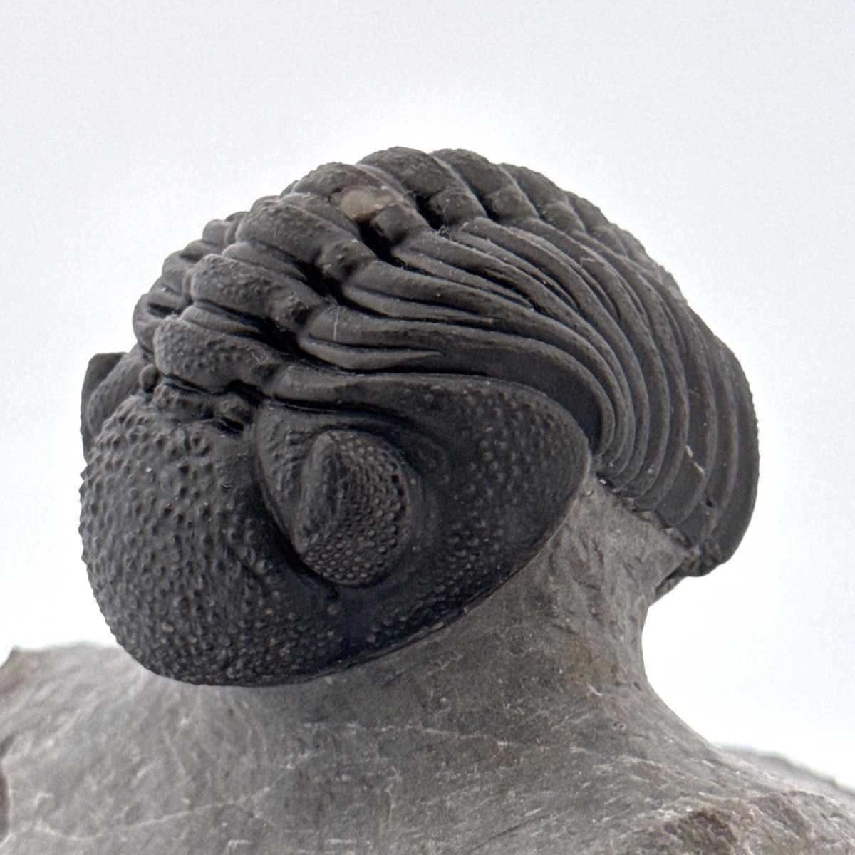 Large Devonian Phacopid Trilobite from Morocco | 2.90" - FossilsAndMore