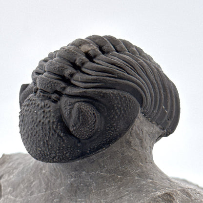 Large Devonian Phacopid Trilobite from Morocco | 2.90" - FossilsAndMore