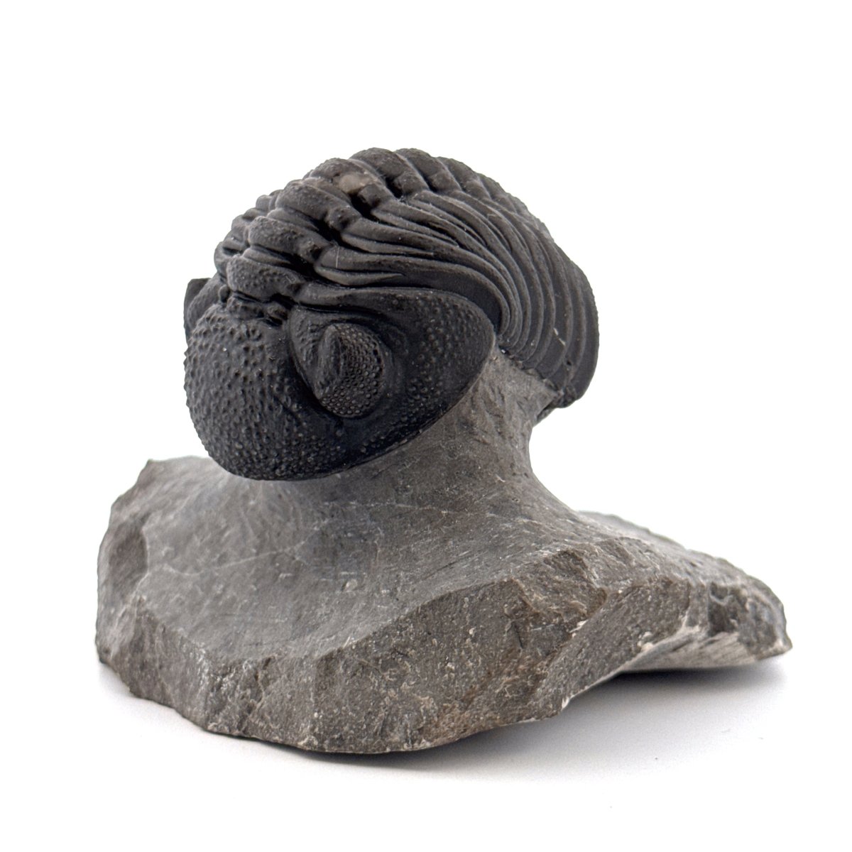Large Devonian Phacopid Trilobite from Morocco | 2.90" - FossilsAndMore