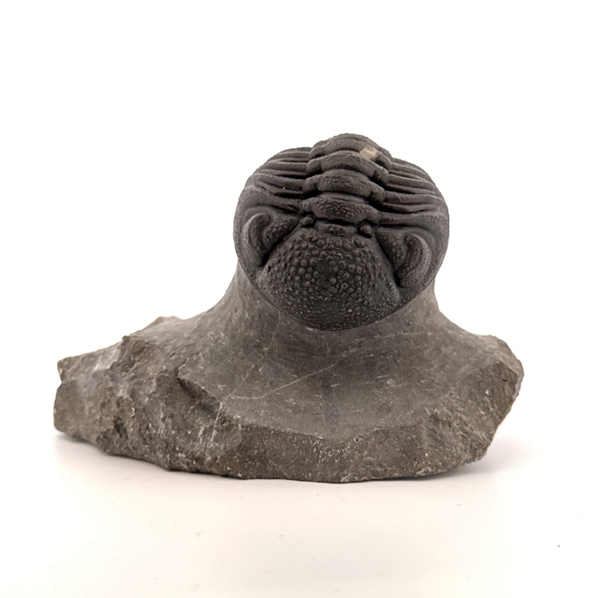 Large Devonian Phacopid Trilobite from Morocco | 2.90" - FossilsAndMore