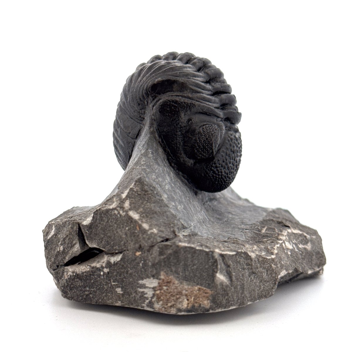 Large Devonian Phacopid Trilobite from Morocco | 3.10" - FossilsAndMore
