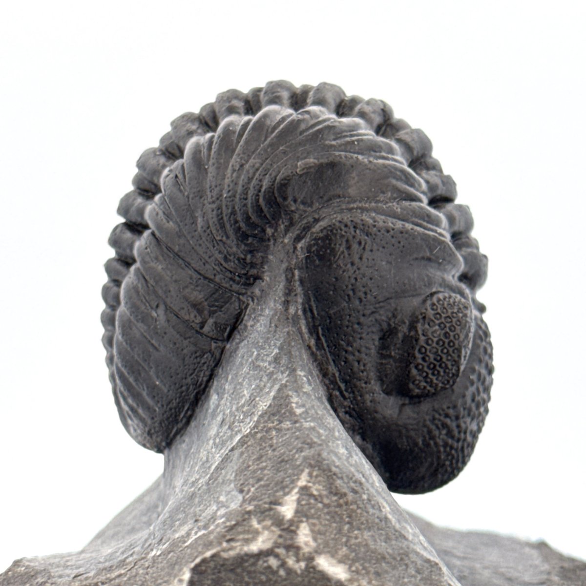 Large Devonian Phacopid Trilobite from Morocco | 3.10" - FossilsAndMore