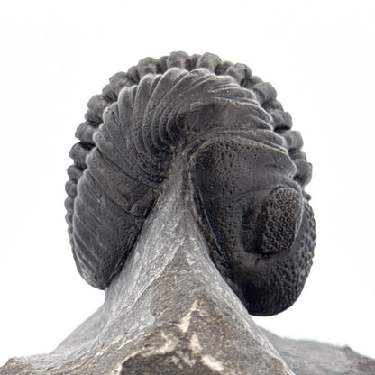 Large Devonian Phacopid Trilobite from Morocco | 3.10" - FossilsAndMore