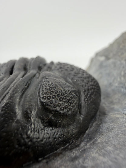 Large Devonian Phacopid Trilobite from Morocco | 3.10" - FossilsAndMore
