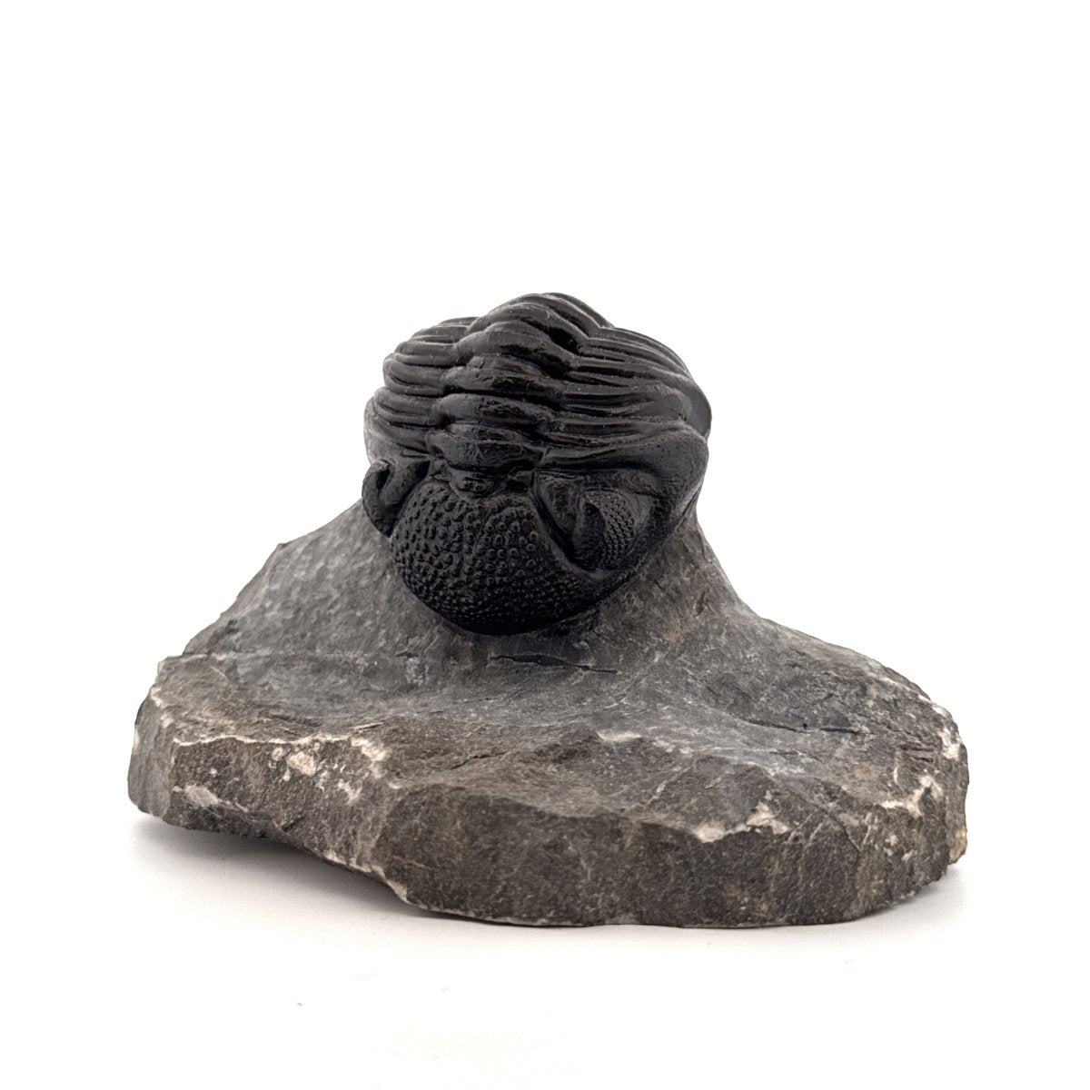 Large Devonian Phacopid Trilobite from Morocco | 3.10" - FossilsAndMore