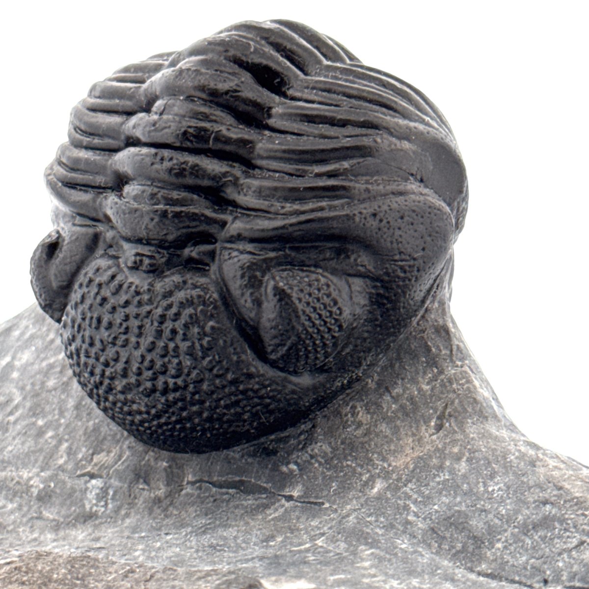 Large Devonian Phacopid Trilobite from Morocco | 3.10" - FossilsAndMore