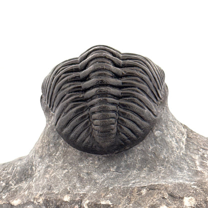 Large Devonian Phacopid Trilobite from Morocco | 3.10" - FossilsAndMore