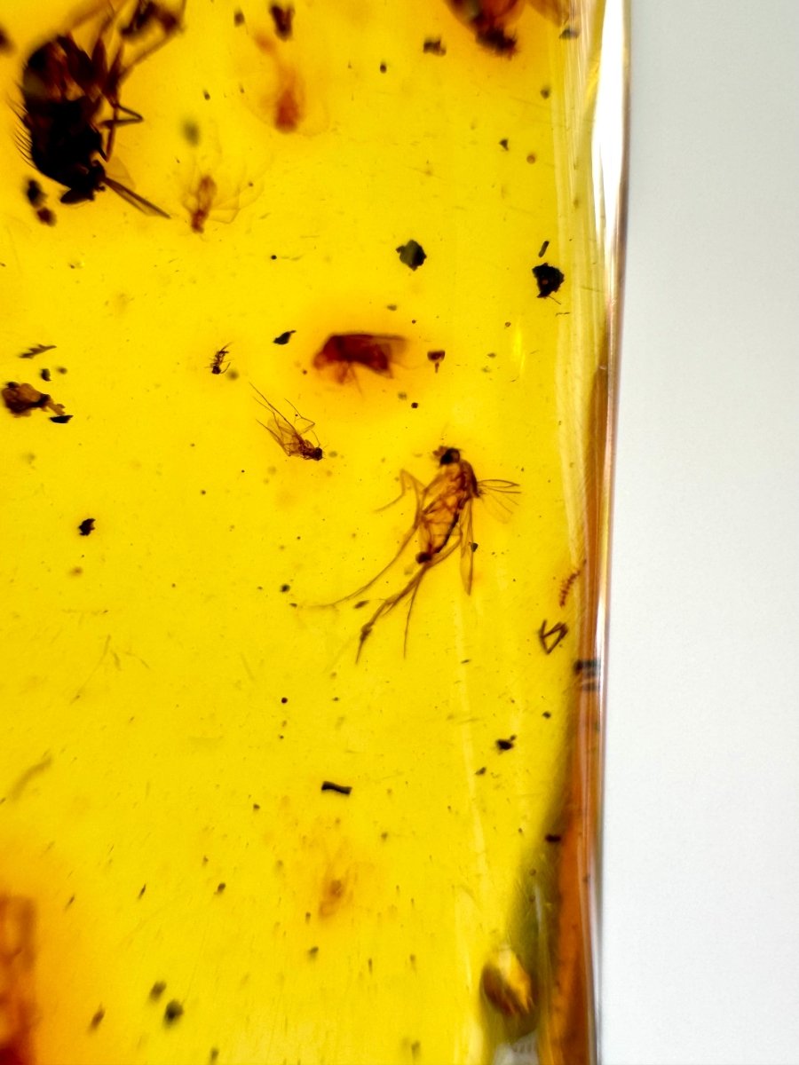 Large Dominican Amber fossil with spider and many more insects - FossilsAndMore