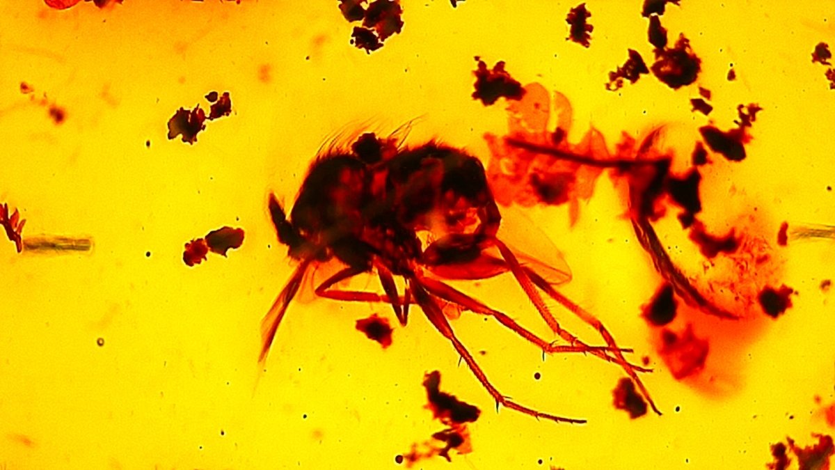 Large Dominican Amber fossil with spider and many more insects - FossilsAndMore