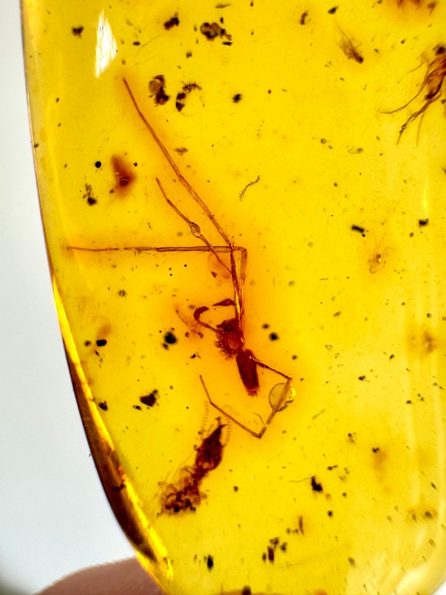 Large Dominican Amber fossil with spider and many more insects - FossilsAndMore