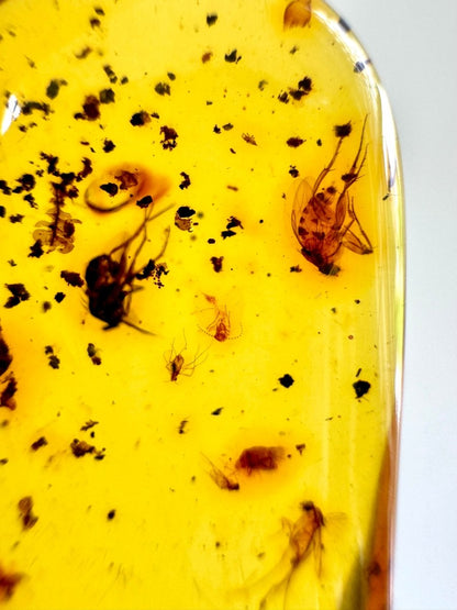 Large Dominican Amber fossil with spider and many more insects - FossilsAndMore