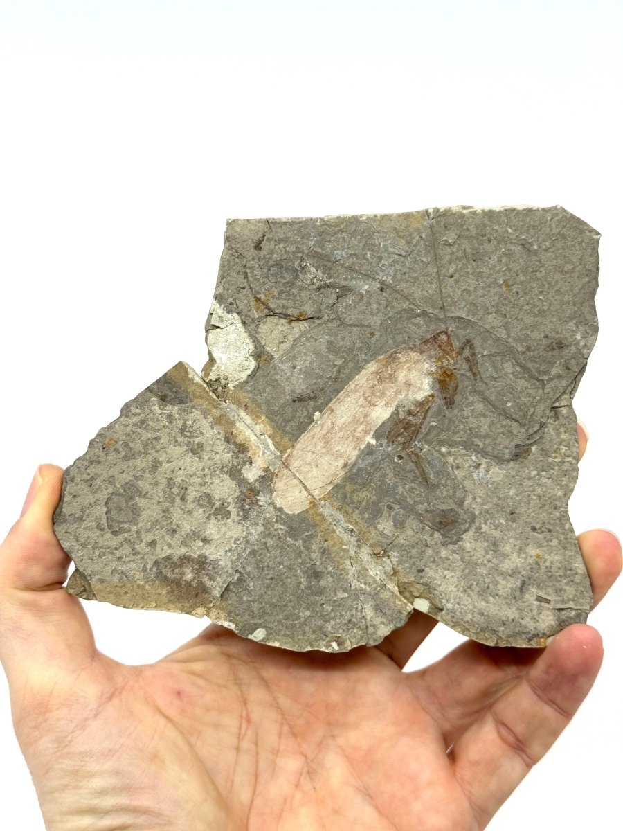 Large Jurassic Grasshopper Insect Fossil from Daohugou Biota, Inner Mongolia, China (2.58") - FossilsAndMore