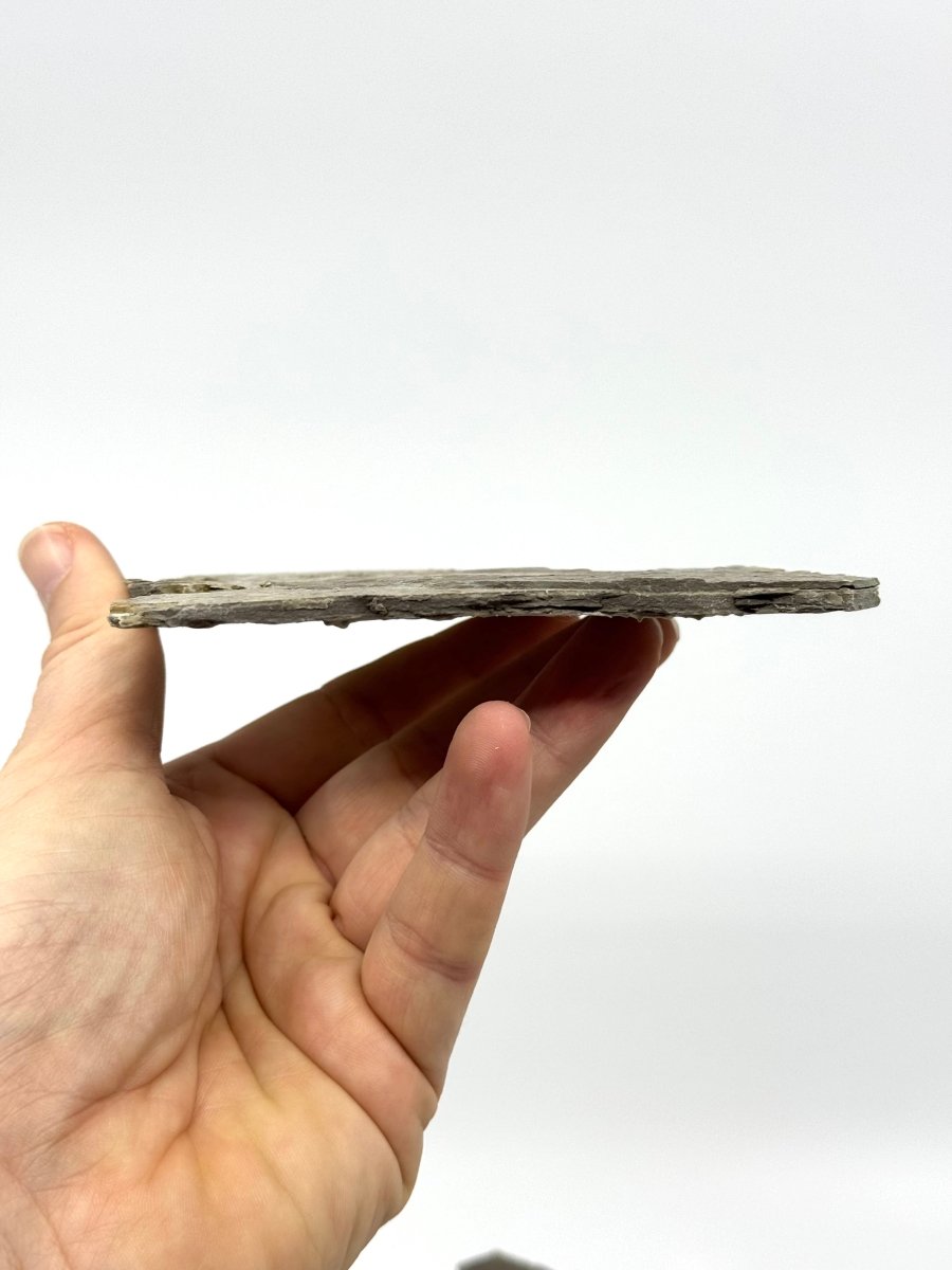 Large Jurassic Grasshopper Insect Fossil from Daohugou Biota, Inner Mongolia, China (2.58") - FossilsAndMore